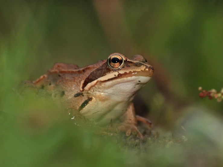 a close up s of a frog's face with eyes open