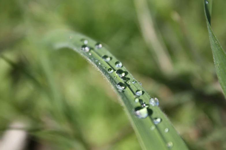 water droplets sit on the tip of a green plant