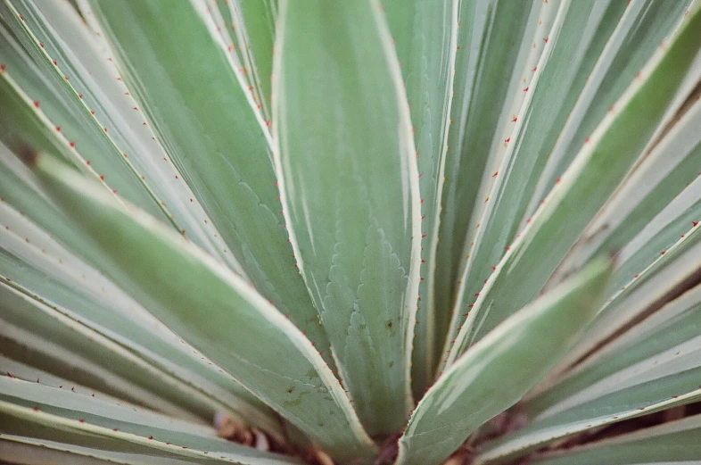 the close up of green leaves and spines of a plant