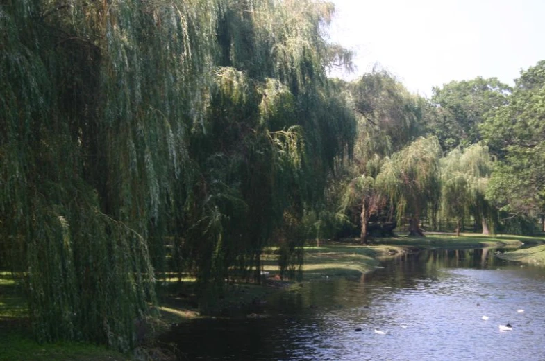 water running through an area with trees, ducks and bushes