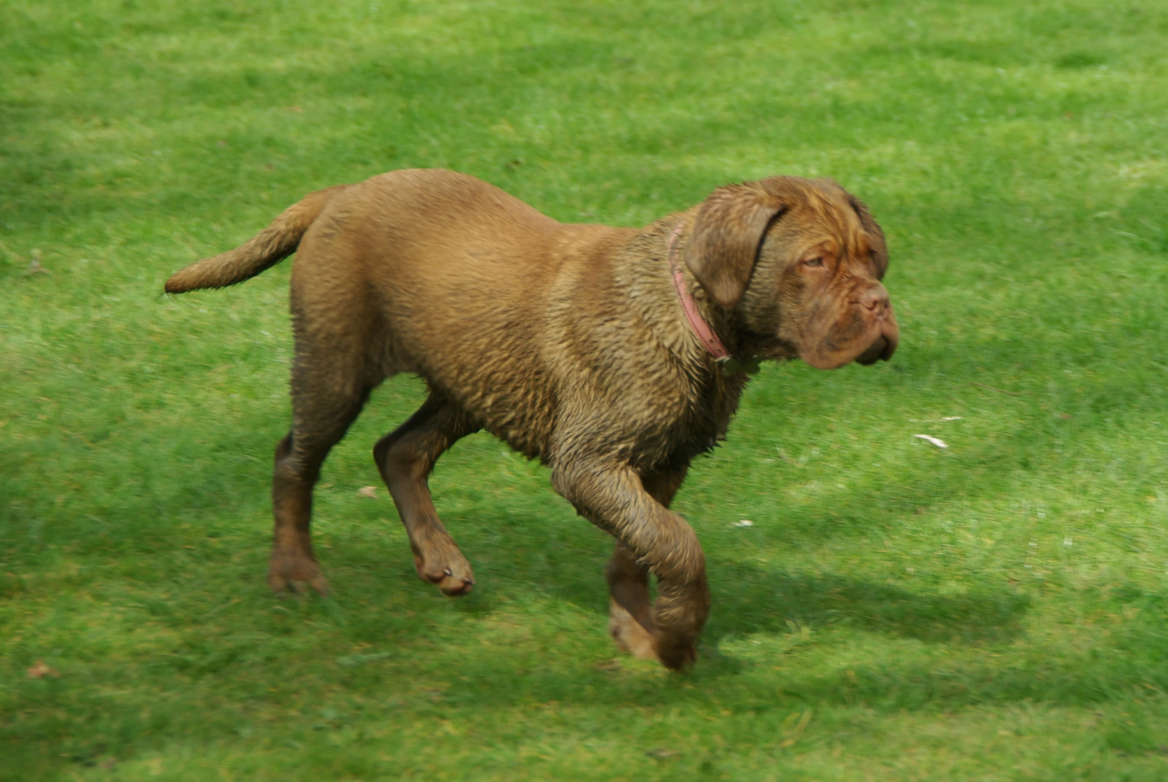 a dog is playing with its tail while walking