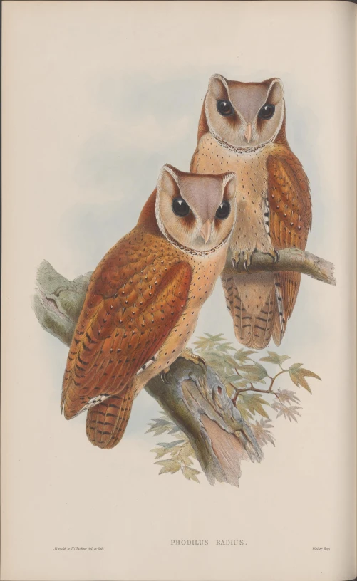 an illustration of two owls perched on top of a tree nch