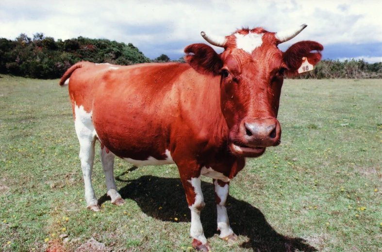 an image of a cow on the grass looking