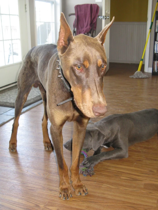 a dog stands next to another dog that is laying on the floor