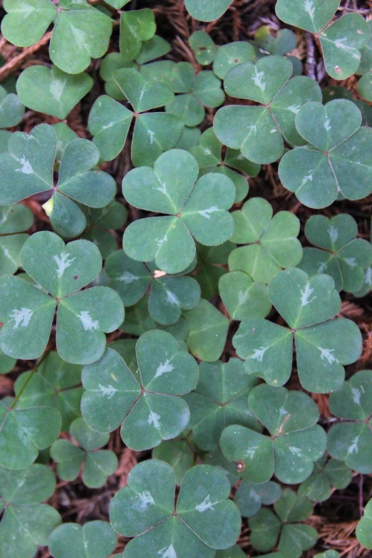 this is a closeup picture of a bunch of leaves