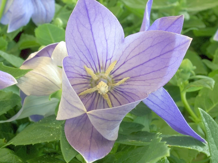 there are two purple flowers next to each other