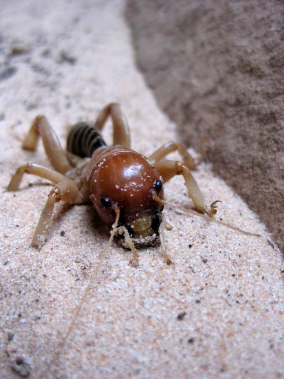 a large black and brown bug on the ground