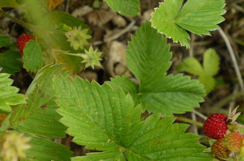 berries growing on a green bush with leaves