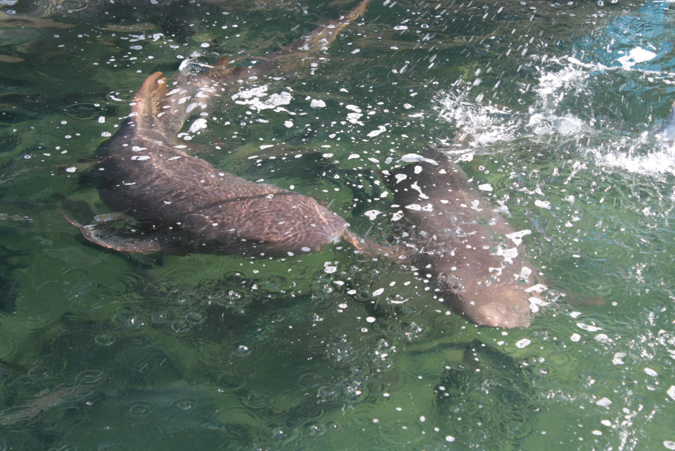 a small body of water with a group of water otters