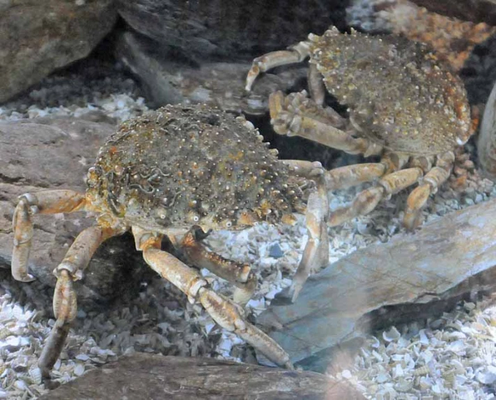 there is a small crab with many pieces of wood