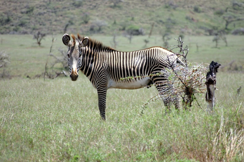 a ze with stripes standing in the grass with another ze nearby