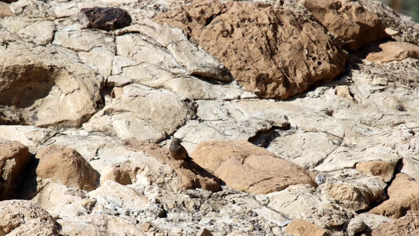 a bird is perched on the rocks in the wild