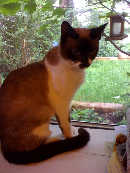 the cat is sitting on the windowsill watching out