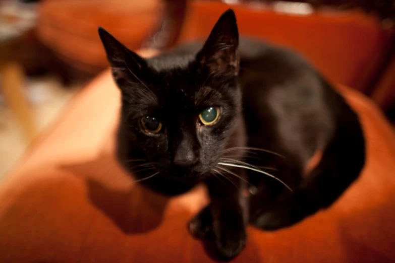 a black cat with yellow eyes is looking at the camera