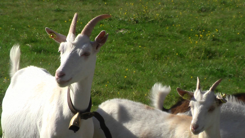 two goats with horns are standing in a field