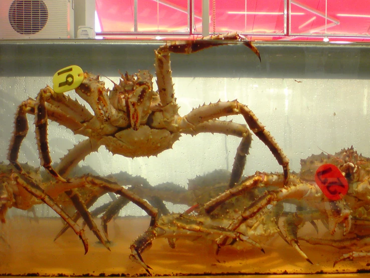 a large crab sits in a tank near a sign
