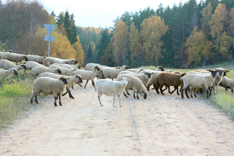 the sheep have just been herded into their yard