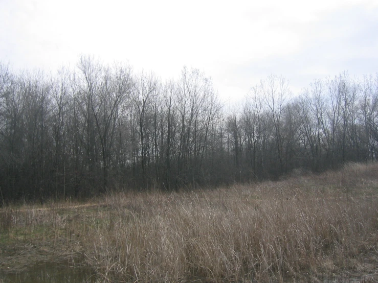 large trees with no leaves are standing in a field