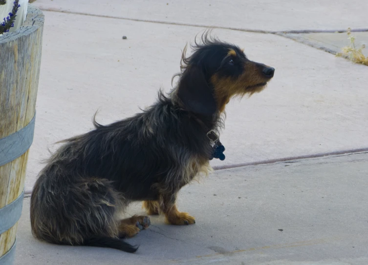 a dog is sitting on the ground and looking up