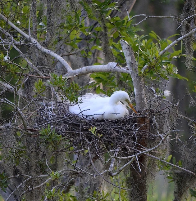 a bird is sitting in the nest in the tree