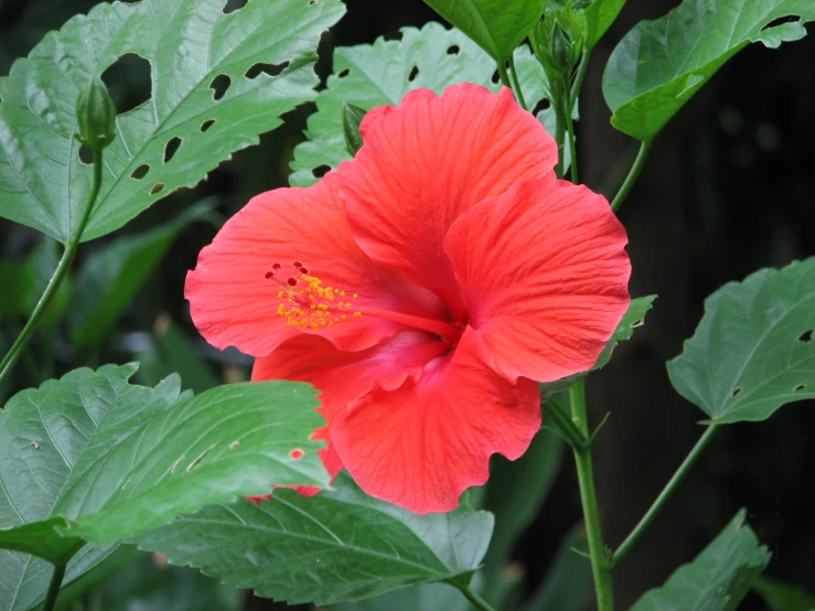 there is a big red flower with green leaves