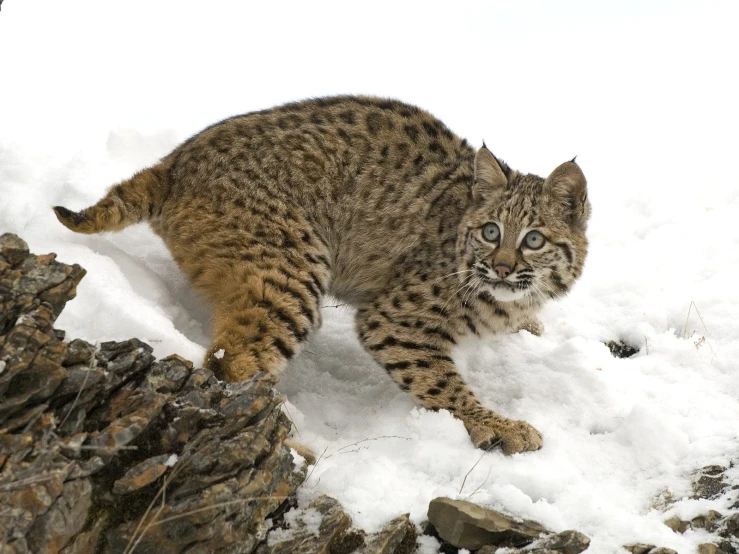 a snow leopard walks on snow next to rocks