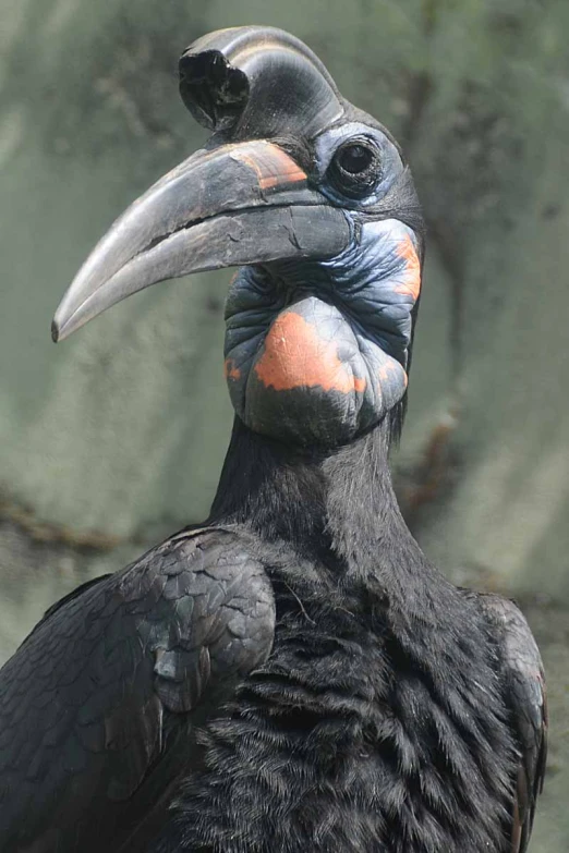 a big bird with a beak and a black body