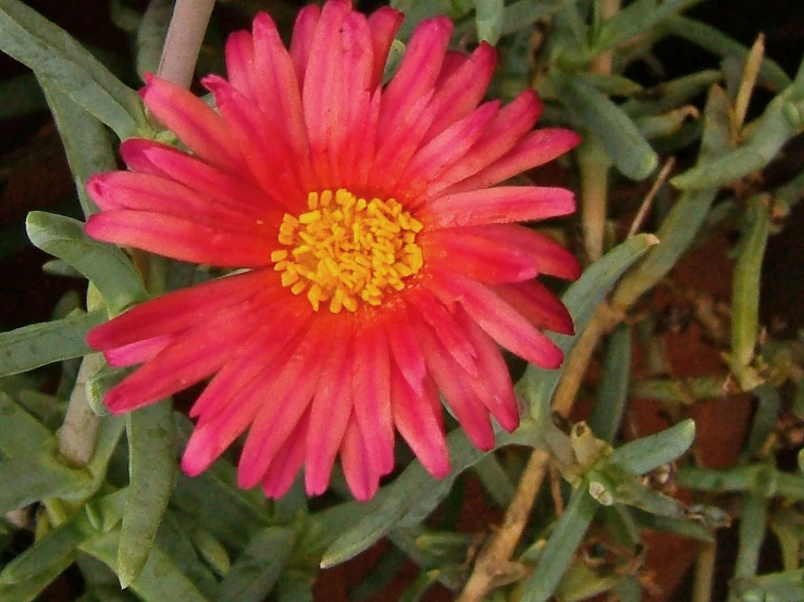 a pink and yellow flower is shown in the middle