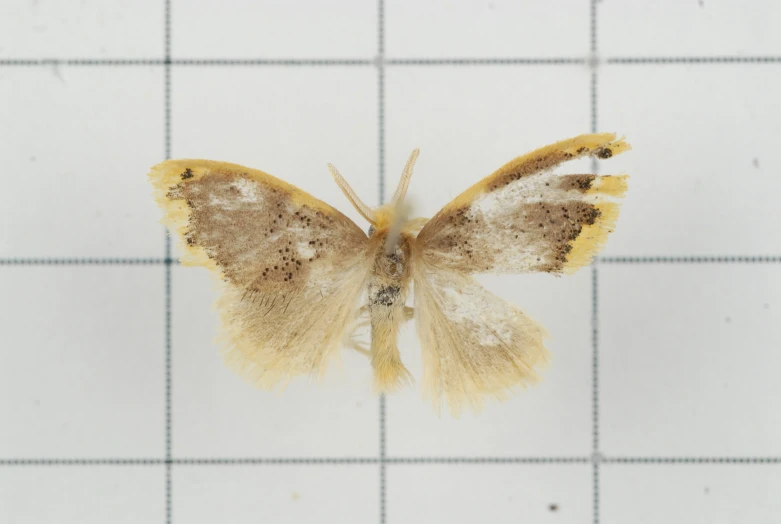 small orange and white insect on white tiles