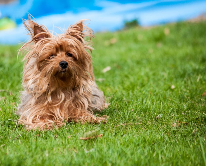 a dog sitting in the grass with one eye closed