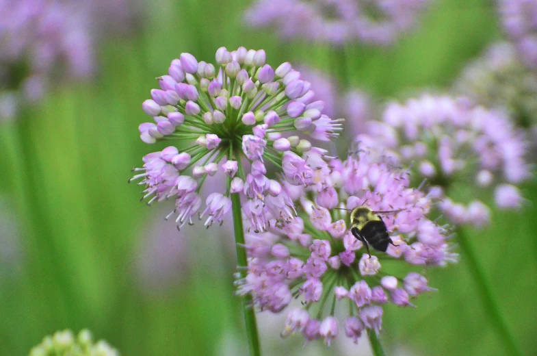 a small black and yellow bum in front of a bunch of purple flowers