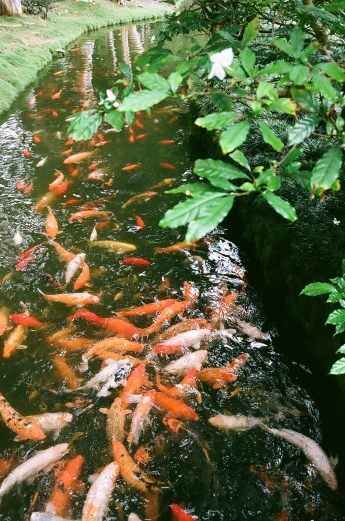 a group of fish that are in some water