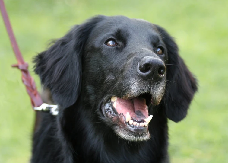 a dog with a leash on is looking at soing