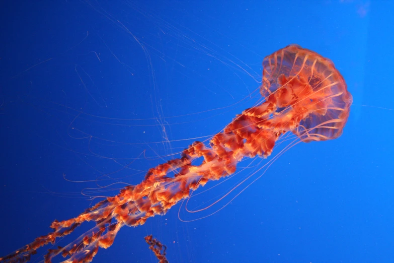 an orange jellyfish floating by on a blue surface