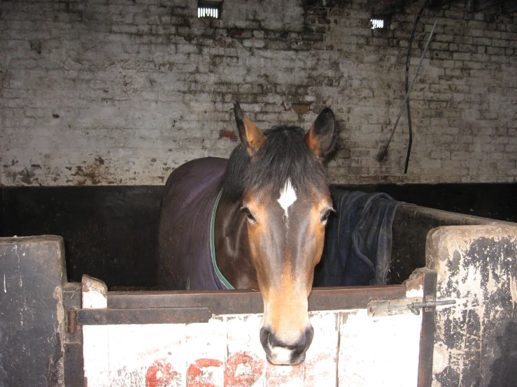 a horse standing in a crated in area with bricks on it