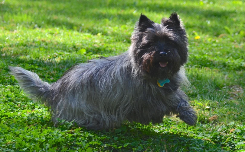 a grey dog on green grass on a sunny day