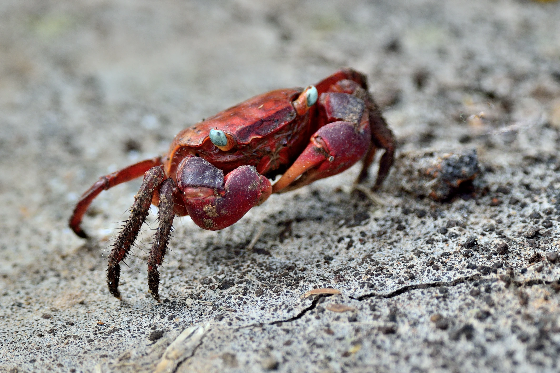 a crab crawling on sand with grass and dirt