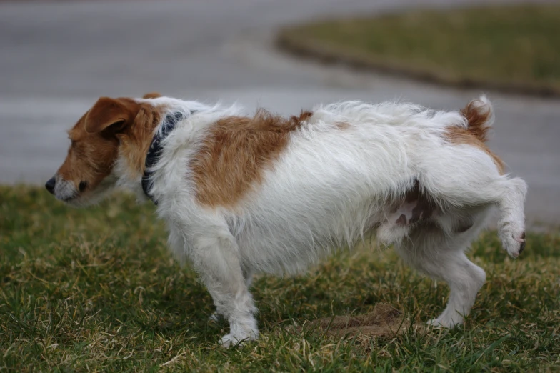 the dog is walking in the grass near the road