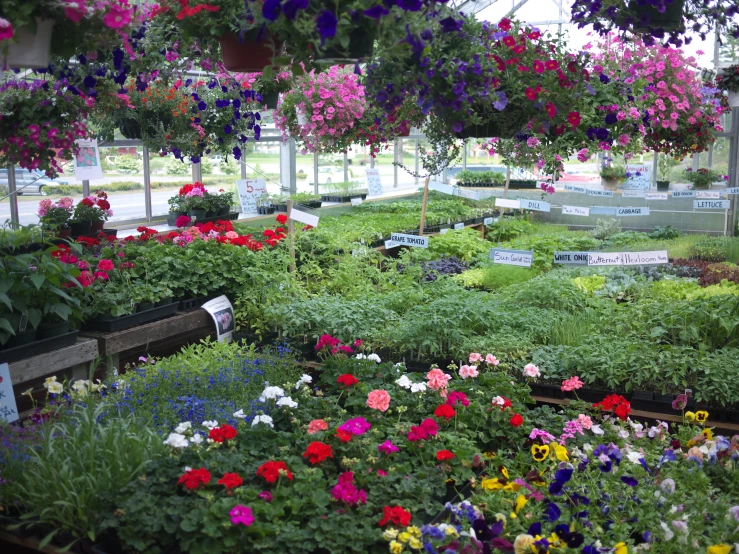 several small rows of flower in the middle of a house