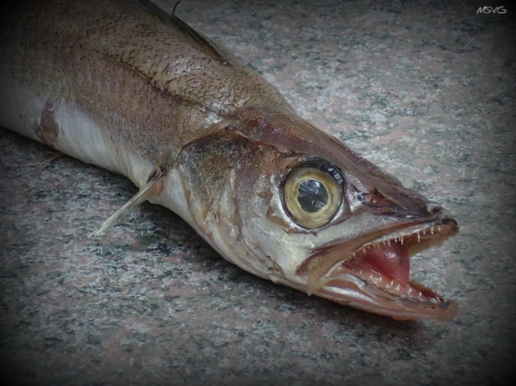 an unbrella fish with its mouth open