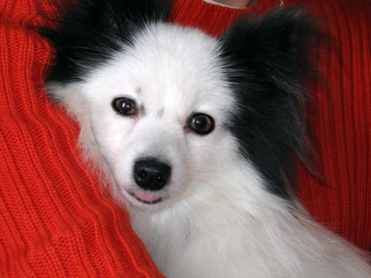 a black and white dog is peeking out from behind a red sweater