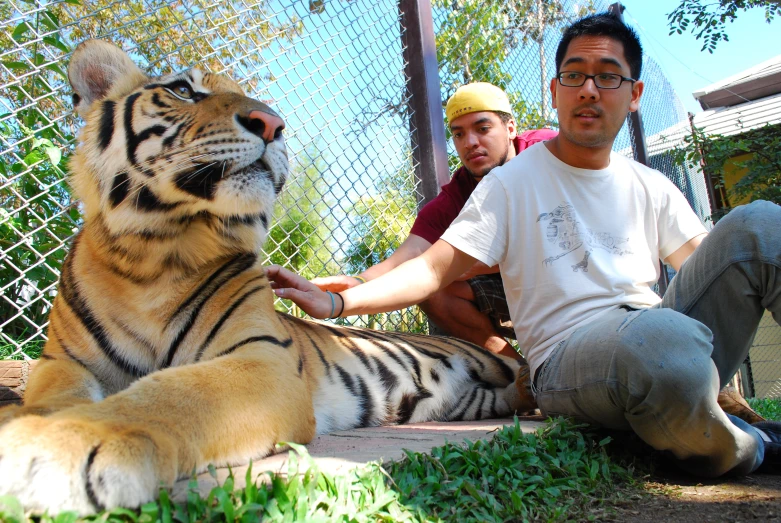 two men petting a tiger that is lying on the ground