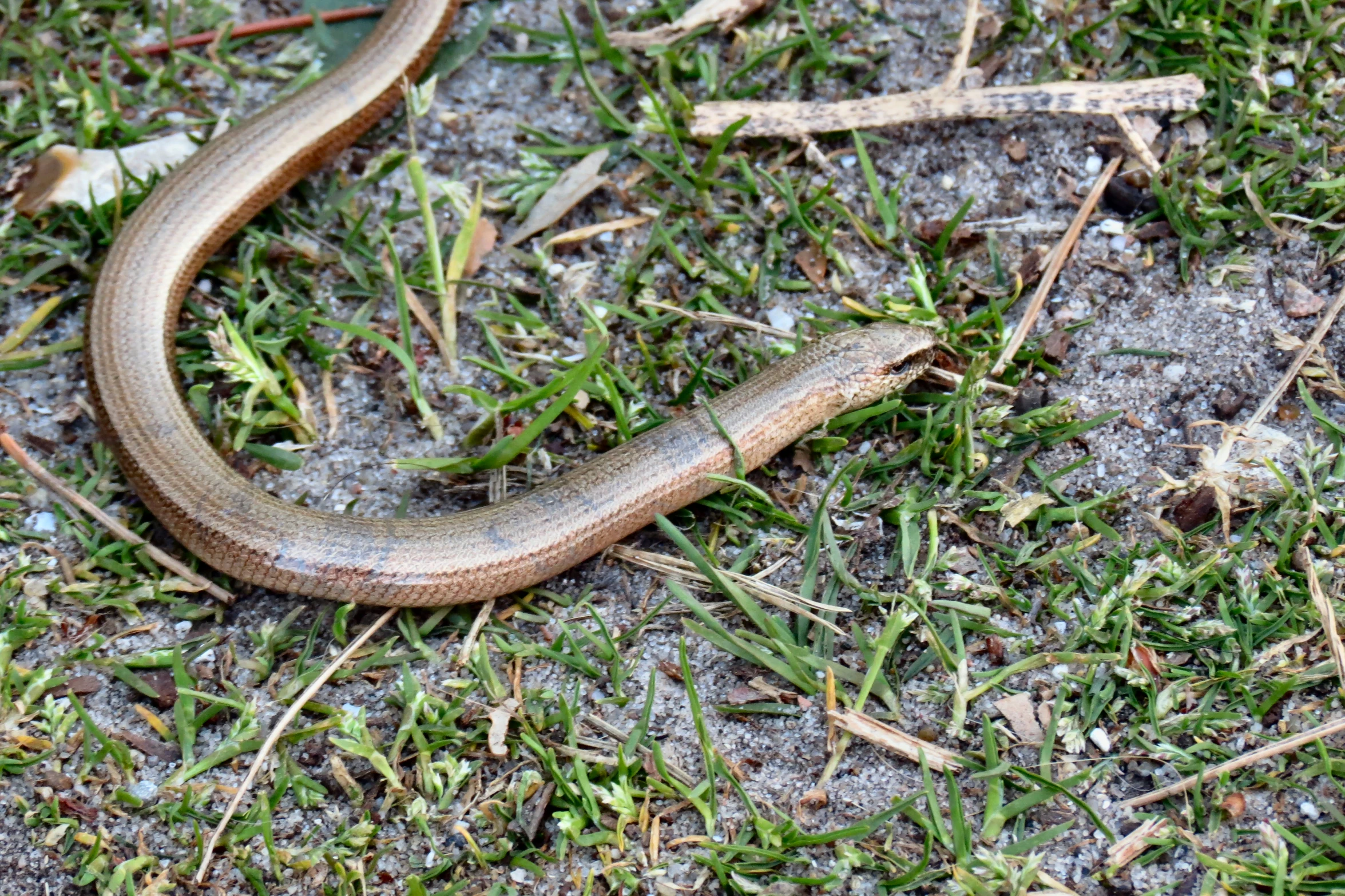 a very pretty lizard laying in the grass