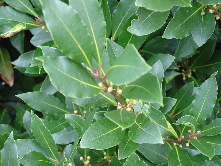 leaves and buds are on top of green leaves