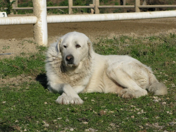 a white dog laying on grass next to fence