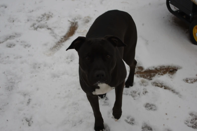 a black dog is looking straight at the camera