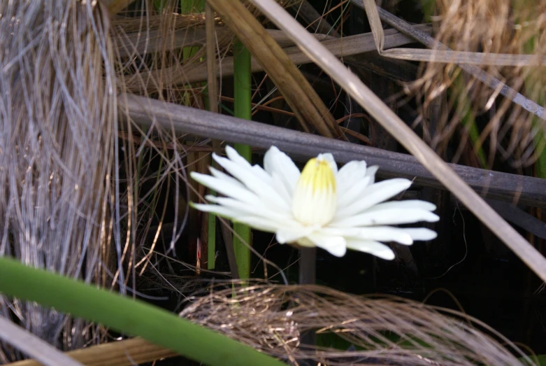 an object that is laying in some grass