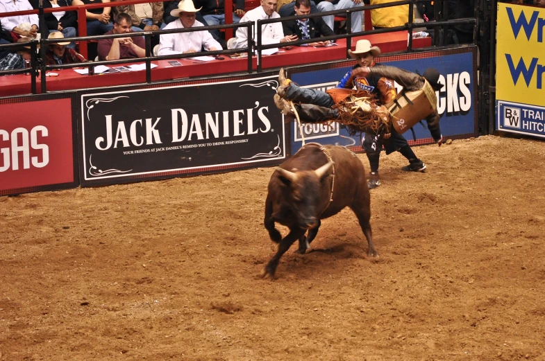 a person falling off of a bull during a rodeo