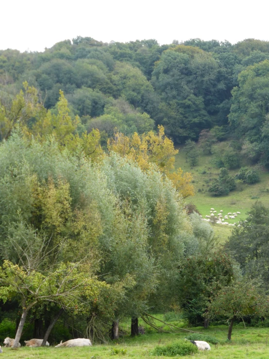 a herd of sheep is grazing in the woods