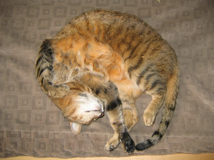 a large cat taking a nap on a bed